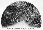 Jardin d'Essai : caoutchoucs