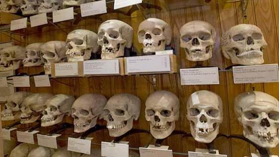 Les crnes de 37 rsistants algriens sont exposs au Muse de lHomme de Paris depuis 1949.