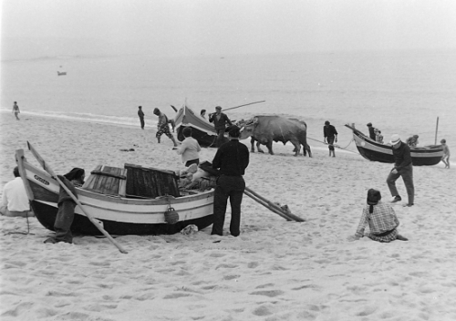 autres-photos-anciennes-boeufs-plages-nazare-portugal-3712579608-935622.jpg