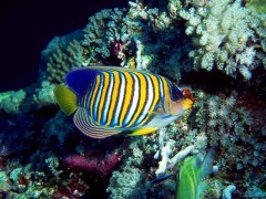 Image125.jpg