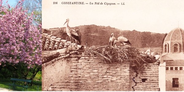 UneàlaUne-Constantine-La Cité-1G2