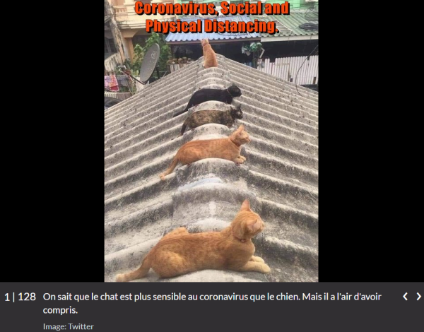 Le chat a compris