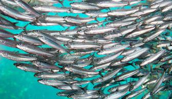 Sardines a Collo