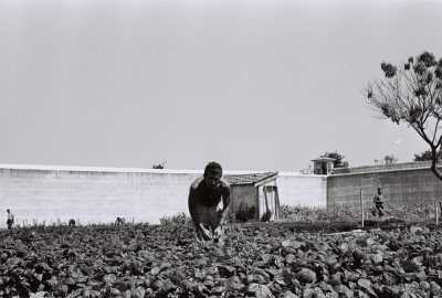  Jacques DELBOUYS 
dans le Potager