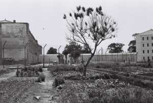 Le potager