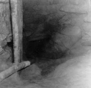  Le TUNNEL 