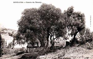 Alger - Mustapha  - Chemin du Telemly - 1907