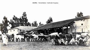 Bouira - Ferme Becker - Sortie du Troupeau