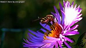 02 NATURE EN MACRO2