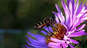 03 NATURE EN MACRO3