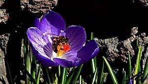 04 NATURE EN MACRO4