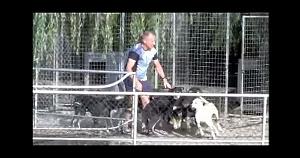 155 freerunning sleddogs