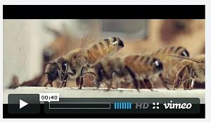 211 ABEILLE SANS AIGUILLEURS DU CIEL