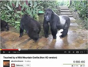 241 Touche par des gorilles  de montagne a Bwindi en Ouganda