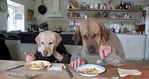 25 two  dogs dinning in busy restaurant