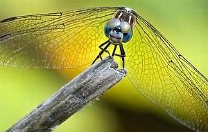 27 Insect Macro Photography Video 