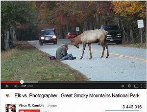 295 Elk vs Photographer Great Smoky Mountains National Park