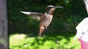 41 Slow Motion Hummingbirds