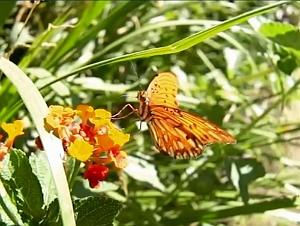42 Dance of the Butterflies