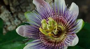 73 The beauty of pollination 